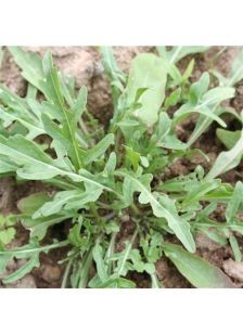 Roquette cultivée AB