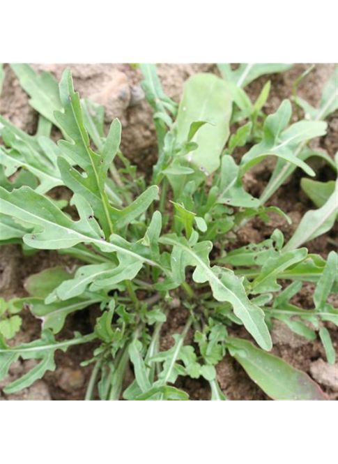 Roquette cultivée AB
