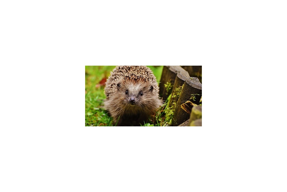 PREPARER L'HIBERNATION DE VOTRE HERISSON